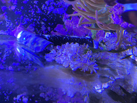 Some soft coral