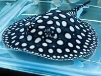 Female and male fresh water stingrays available for sale.