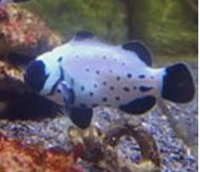 Black frostbite clownfish