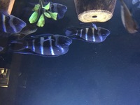 12 Wild Frontosa (Cyphotilspia Gibberosa) Group £900