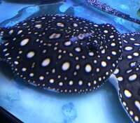 Female and male fresh water stingrays available for sale.