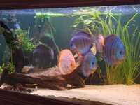 8 XL Discus for sale