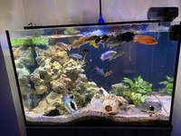 Cichlids