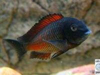 Tropheus chipimbi red. SOLD