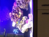 STUNNING inches inches : LOOK BARGAIN REDUCED PRICE £90 nches inches CLOWN TRIGGER FISH FOR SALE 4 INCH BEAUTY