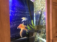 Free 2 fancy goldfish