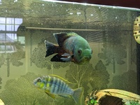 Cichlids for sale, tank, stand, everything must go