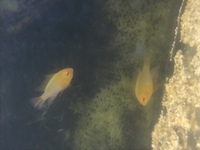 I’ve got a pair of golden rams for sale