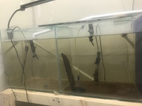 I’ve got 3 breeding tanks with a rack and Pump with heaters for sale