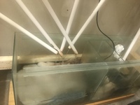 I’ve got 3 breeding tanks with a rack and Pump with heaters for sale