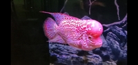 Kamfa Flowerhorn AAA Quality