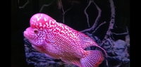 Kamfa Flowerhorn AAA Quality