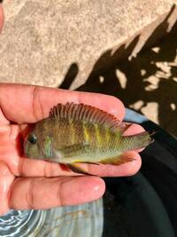 Frontosa Moba WF Tropheus Ubwari Green