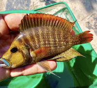 Frontosa Moba WF Tropheus Ubwari Green