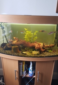 Full set up including fish Juwel Vision 180