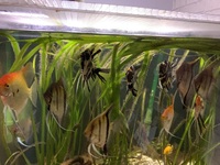 Angel Fishes and loads more for sale