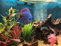Discus fish and tank