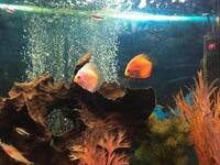Discus fish and tank