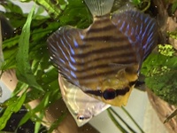 5x red turquoise discus