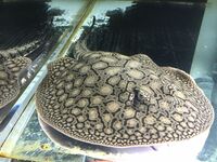 Female and male fresh water stingrays available for sale.