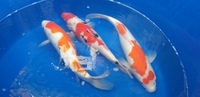 Swap nice japanese koi for rays/ray pups