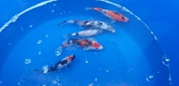 Swap nice japanese koi for rays/ray pups