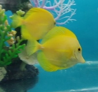 Yellow tangs pair card payment welcome sold....