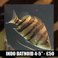 Indo Datnoids 4 & 7inches (2 available )