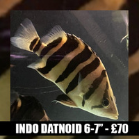 Indo Datnoids 4 & 7inches (2 available )