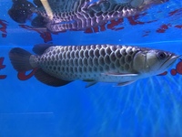 Malaysian Golden Polkadot Crossbelly Blue Base Arowana