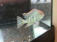 RED HEAD GEO CICHLIDS/FISH - 3 INCHES PLUS