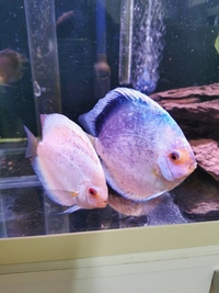 Changing my scape so selling all my 4 discus