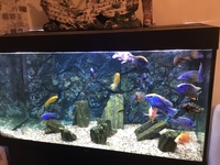 18 amazing quality cichlids- male only