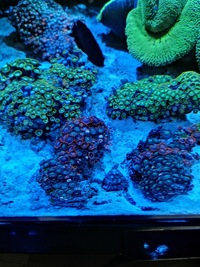 Large coral frags posting Monday