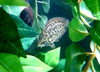Leopard Bush fish