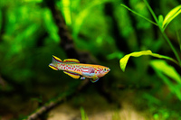 Blue Lyretail - Fundulopanchax gardneri killifish for sale