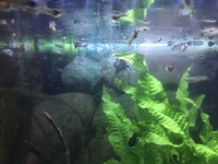 Guppies and bristlenose plecos tropical fish for sale