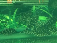 DISCUS, ,DISCUS,,DISCUS , TROPICAL FISH SALES.,,CHESHIRE OAKS DISCUS,DOMESTIC & WILDS. AROWANA, RAYs, L200 pleco