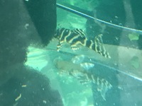 DISCUS & KOI FISH SALES.,,@ CHESHIRE OAKS DISCUS & KOI .,WILD PLECO, RAYs,