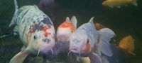 WANTED koi carp