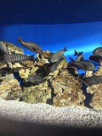 Wild breeding group of tropheus murago Tanzania