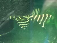 DISCUS & KOI FISH SALES.,,@ CHESHIRE OAKS DISCUS & KOI .,WILD PLECO, RAYs,