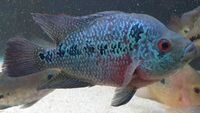 Blue Flowerhorn ZZ cichlid ( female egg layer ) £150