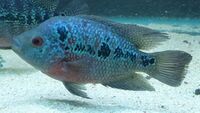 Blue Flowerhorn ZZ cichlid ( female egg layer ) £150