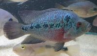 Blue Flowerhorn ZZ cichlid ( female egg layer ) £150