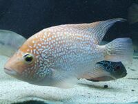 Super Red Texas cichlid ( female egg layer ) £250