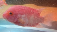 Red Synsplium Cichlid £50