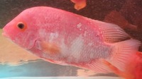 Red Synsplium Cichlid £50