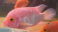 Red Synsplium Cichlid £50