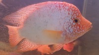 Male Super Red Texas Cichlid